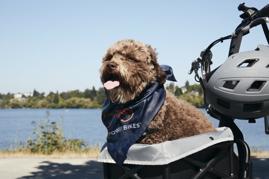 A close up of a small brown dog with its tongue out It s sitting in a basket of an electric bike on a spring day by a lakecbb122400 4 1
